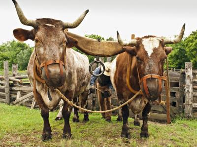 Oxen working